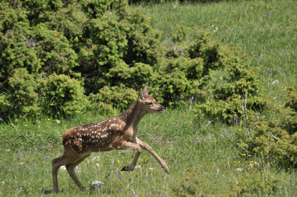 Cuccioli  (fotoracconto)